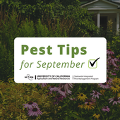 Pest tips for September.